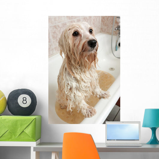 Bathing Havanese Dog Wall Decal
