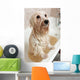 Bathing Havanese Dog Wall Decal