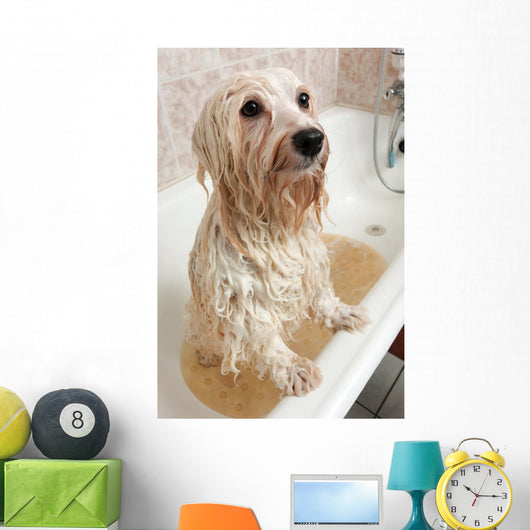 Bathing Havanese Dog Wall Decal