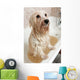 Bathing Havanese Dog Wall Decal