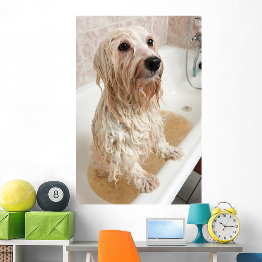 Bathing Havanese Dog Wall Decal