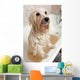 Bathing Havanese Dog Wall Decal