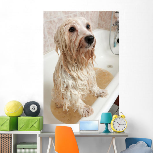 Bathing Havanese Dog Wall Decal
