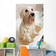 Bathing Havanese Dog Wall Decal