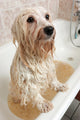 Bathing Havanese Dog Wall Decal