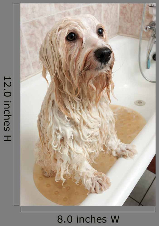 Bathing Havanese Dog Wall Decal