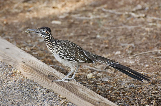Roadrunner Wall Decal