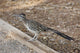 Roadrunner Wall Decal