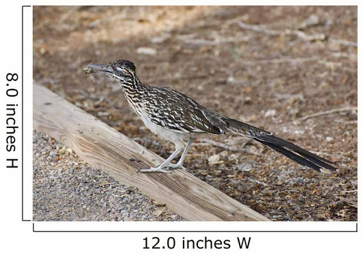 Roadrunner Wall Decal