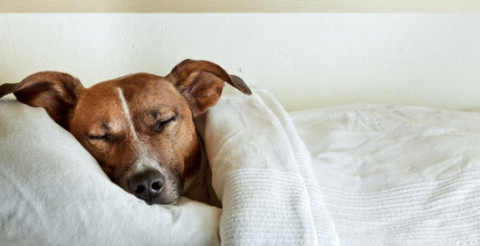 Dog Bed Wall Decal