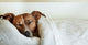 Dog Bed Wall Decal