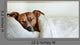 Dog Bed Wall Decal