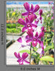 Magenta Flowers Wall Decal
