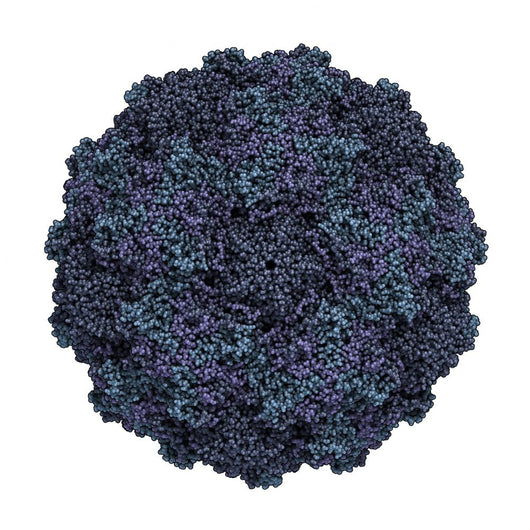 Human Rhinovirus Wall Decal