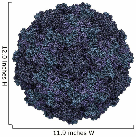 Human Rhinovirus Wall Decal