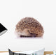 Shy Hedgehog White Wall Decal