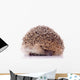 Shy Hedgehog White Wall Decal