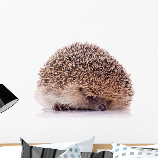 Shy Hedgehog White Wall Decal