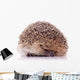Shy Hedgehog White Wall Decal