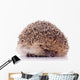 Shy Hedgehog White Wall Decal