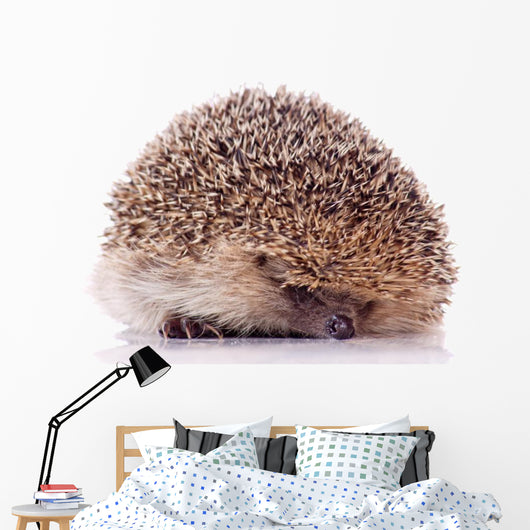 Shy Hedgehog White Wall Decal