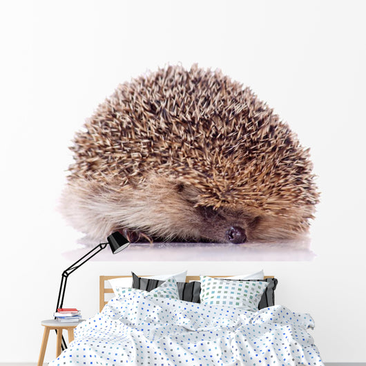 Shy Hedgehog White Wall Decal
