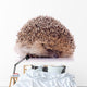 Shy Hedgehog White Wall Decal