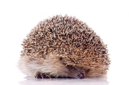 Shy Hedgehog White Wall Decal