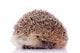 Shy Hedgehog White Wall Decal