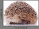 Shy Hedgehog White Wall Decal