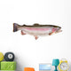 Rainbow Trout Oncorhynchus Mykiss Wall Decal