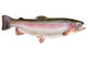 Rainbow Trout Oncorhynchus Mykiss Wall Decal