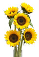 Sunflower White Wall Decal
