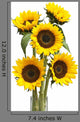 Sunflower White Wall Decal