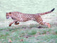 Cheetah Running Open Plains Wall Decal