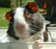 Guinea-Pig Wall Decal