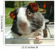 Guinea-Pig Wall Decal