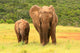 Mother And Baby African Wall Decal