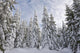 Snowy Forest Wall Decal