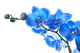 Blue Orchid Stem Wall Decal