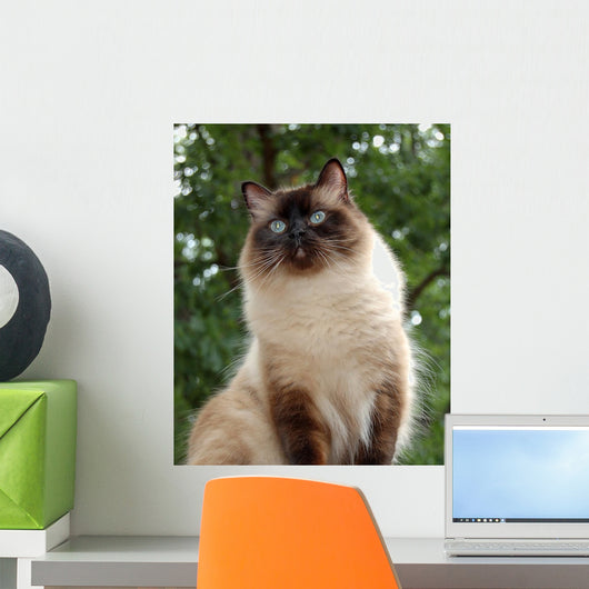 Proud Ragdoll Wall Decal