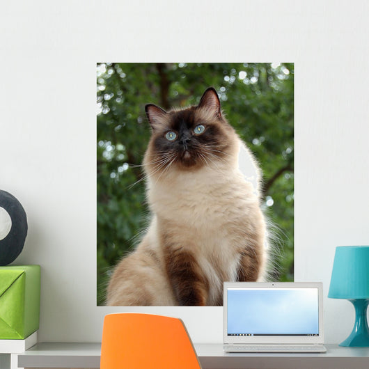Proud Ragdoll Wall Decal
