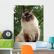 Proud Ragdoll Wall Decal