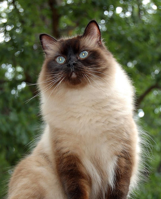 Proud Ragdoll Wall Decal