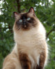 Proud Ragdoll Wall Decal