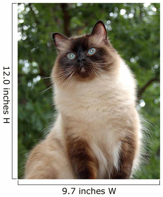 Proud Ragdoll Wall Decal