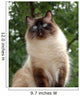 Proud Ragdoll Wall Decal