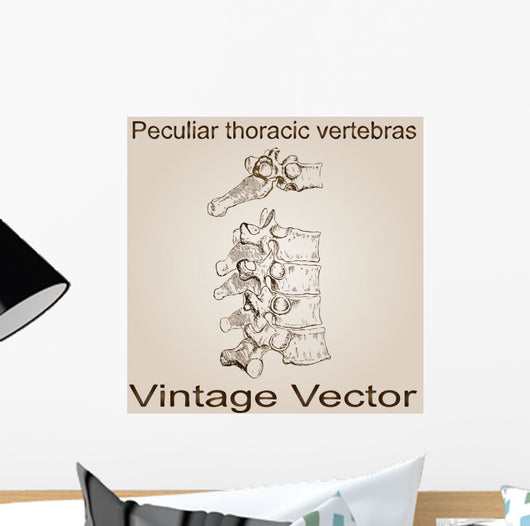 Vector Vintage Anatomy Sketch Wall Decal