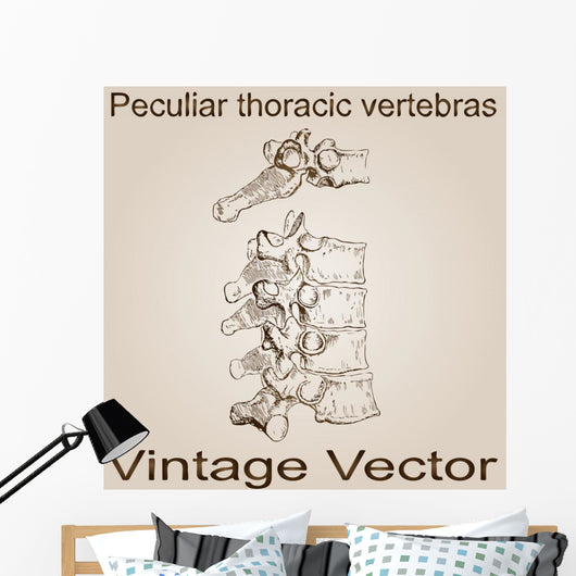 Vector Vintage Anatomy Sketch Wall Decal