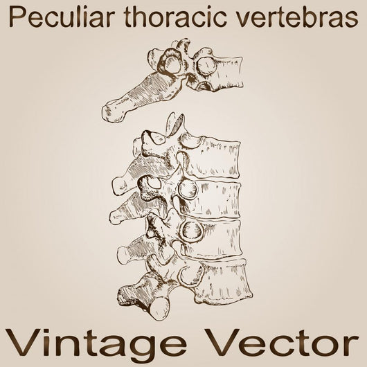 Vector Vintage Anatomy Sketch Wall Decal